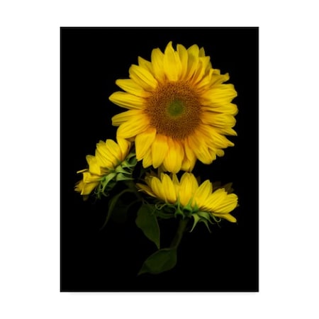 Susan S. Barmon 'Sunflower 3' Canvas Art,35x47